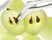 هسته انگور و سرطان روده