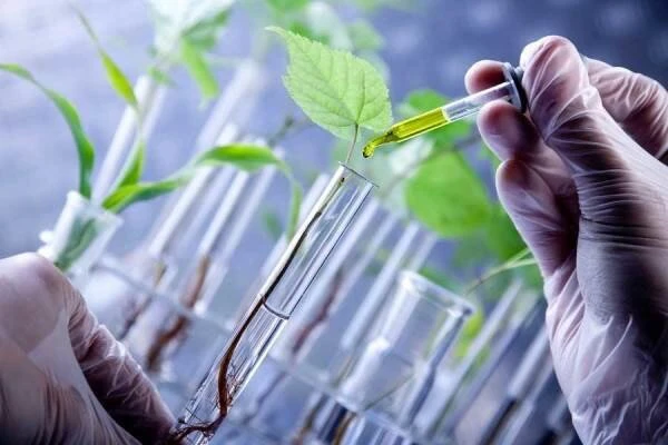 انتخاب ۳۲ گیاه برای تولید داروهای گیاهی در دانشگاه آزاد