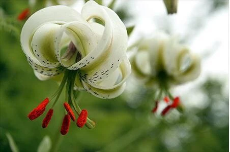 شناسایی رویشگاه جدید مروارید هیرکانی در مازندران/مشاهده بروز بیماری قارچی در "سوسن‌چلچراغ"
